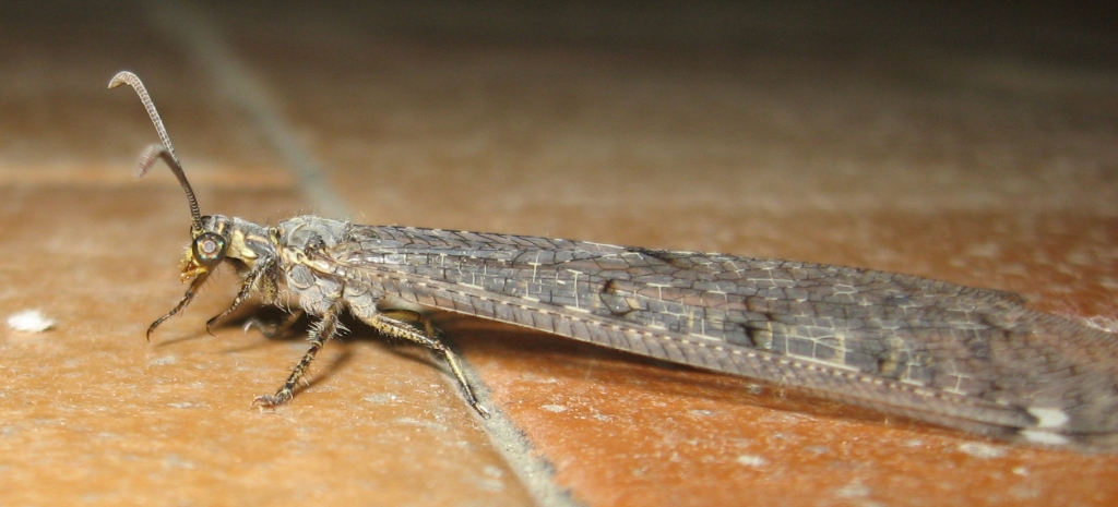 Distoleon tetragrammicus e Gymnocnemia variegata